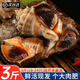 尚致【活鮮】大海螺鮮活海捕3斤海螺肉特大中號(hào)海螺生鮮貝類(lèi) 大海螺3斤 1500g （18-24只）