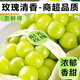 京地達江蘇陽光玫瑰葡萄凈重4.8斤單果10g青提提子水果葡提源頭直發(fā)包郵