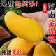 庾豐新鮮大青芒果當(dāng)季新鮮現(xiàn)摘孕婦水果 熱帶整箱應(yīng)季大青皮芒果 5斤裝-凈重4.5斤  單果150g+