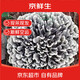 京鮮生云南野生鮮菌菇【新鮮白色整朵干巴菌】?jì)糁?50g高端食材源頭直發(fā)