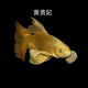 臺(tái)灣純種普身蝴蝶鯉觀(guān)賞魚(yú)冷水魚(yú)大鰭大尾冷水魚(yú)好養(yǎng)耐活包郵包活 貴妃黃色5-8公分1條