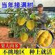 金枕榴蓮盆栽當年結果36個(gè)耐寒南北可種貓山王 金枕榴蓮【原生五年苗】當年結果 原土帶葉發(fā)貨 1cm(含)-1.5cm (不含) 包活送肥料