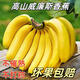 廣西威廉斯香蕉應(yīng)季新鮮水果自然熟軟糯香甜香蕉banana非小米蕉 3斤裝