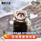 暮秋小主安哥魯貂活體 寵物雪貂幼崽小龍貂活物親人好養(yǎng) 浣熊色（死亡全賠）