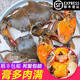三門(mén)灣紅膏大青蟹母螃蟹紅鱘黃多膏紅鮮活海鮮水產(chǎn)禮盒溫州蝤蠓蟹 紅膏母蟹2斤【3-4只】