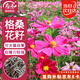 壽禾 格桑花種子種苗波斯菊花種籽 濰豐矮韻格?；ǚN子(矮稈型)1500粒