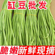 精選2025長豆角新鮮嫩豇豆做泡菜酸豆角當(dāng)季蔬菜無筋農(nóng)家現(xiàn)摘批發(fā) 凈重3斤