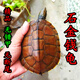 正宗越南石苗黃喉擬水石龜 繁殖觀(guān)賞鎮宅寵物水龜活體 8-9厘米(棕色，黑色都有 6祇團購價(jià)2公4母