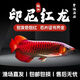 印尼超血紅龍,紅龍魚,金龍魚 印尼超血紅龍魚18-20【芯片證書齊全】