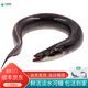 鹿凌青【淡水魚】鮮活河鰻 白鰻魚現(xiàn)捕現(xiàn)發(fā) 冰鮮海鰻魚 河鰻包活（2.2-2.3斤/條）1條