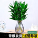 綠有意觀音竹富貴竹水培植物帶根花卉綠植綠蘿室內盆栽轉運竹子水養(yǎng)好養(yǎng) 觀音竹3棵（藍鉆石玻璃）+營養(yǎng)液