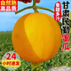 三萌果蔬甘肅民勤蜜瓜沙漠甜瓜清甜哈密瓜應(yīng)季甜瓜應(yīng)季水果生鮮整箱超甜 5斤精品果【約1-2個】凈4-5斤