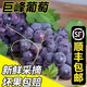 正宗巨峰葡萄新鮮東北農(nóng)家大葡萄孕婦夏季水果包郵直發(fā)葡萄水果 精選3斤