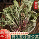 胖 東來品質(zhì)整株浦公英茶野生干草泡水中藥材婆婆丁整顆株干貨 蒲公英整株250克[青綠新貨]