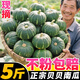 正宗貝貝南瓜9斤板栗味新鮮日本老瓜正品惠和一號小南瓜粉糯香甜 3斤【單果250g+】粉面香甜