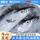 昌鮮園舟山雷達網油帶魚新鮮冷凍小眼睛帶魚整條海刀魚海鮮水產特大帶魚 【8-10兩/條】3斤裝 雷達網油帶