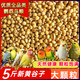 5斤新黃谷子虎皮鸚鵡飼料鳥糧食珍珠鳥糧玄鳳牡丹文鳥糧帶殼小米 帶殼黃谷子2500克5斤 中大粒無(wú)化學(xué)淘洗天然農(nóng)家種植