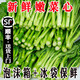 廣東菜心新鮮廣東菜花當季油菜心鮮嫩清甜新鮮蔬菜甜菜心菜苔綠葉 3斤裝 順豐冷鏈【包郵到家】