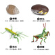 蝴蝶成長(cháng)周期模型昆蟲(chóng)成長(cháng)過(guò)程毛毛蟲(chóng)模型兒童玩具早教認證玩具 螳螂生長(cháng)周期模型