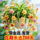 金邊大花香水吊蘭四季開(kāi)花型新手好養護耐寒耐熱花卉綠植盆栽花苗 錦繡【濃香驅蚊+帶金邊】 可開(kāi)88+帶金邊【12顆苗+加侖盆】+肥
