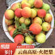 世果達云南高原酸甜火把梨冬紅肖梨彩虹早酥沙蘋果梨子特產水果 8斤裝【大小混裝】