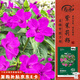 壽禾 紫茉莉花種子苗胭脂花四季種植花籽 紫茉莉種子紫紅色25g約330粒