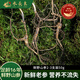 水長(zhǎng)東新鮮野山參2-3支裝50g禮盒16年長(zhǎng)白山人參現(xiàn)挖鮮參源頭直發(fā)包郵