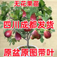 無花果苗盆栽帶葉特大果南北方種植波姬紅芭勞奈青皮無花果樹果苗 果苗買一送一(30-50cm 品種備注 30cm(含)-40cm(不含)