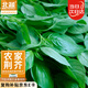 北蔬 荊芥種子大葉河南羅勒香菜四季蔬菜籽 農(nóng)家清香荊芥籽5g約2500粒