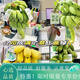 果九妹廣西禁止蕉綠 整串桌面水培香蕉綠植可觀賞拒絕焦慮小米蕉可食用 禁止蕉綠 2斤 -3斤（1把 ）