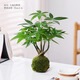 發(fā)財樹盆栽綠植水培植物苔蘚球室內辦公室桌面上造型茶幾四季常青 五福發(fā)財樹+苔蘚球（不帶盆）