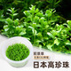勝畫水草魚缸專用植物凈化水質(zhì)制氧真迷你增氧珍珠草辣椒榕無菌杯水草 日本高珍珠