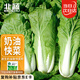 北蔬快菜種子速生奶油小白菜秋種蔬菜籽 速生18小白菜種子10g約3800粒