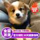 寵夢幻柯基幼犬純種寵物小狗兩色三色威爾士柯基犬小型犬小狗崽活犬家養(yǎng) 寵物級