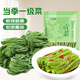鮮窩窩 貢菜100g 火鍋食材干菜 苔干苔菜涼拌火鍋貢菜響菜 干貨脫水蔬菜