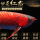 金龍魚(yú)活魚(yú)印尼紅龍魚(yú)辣椒紅龍魚(yú)超血紅龍活體苗古典金龍練手龍魚(yú) 賽級——大湖紅龍【包發(fā)色】 40-50cm【芯片證書(shū)齊全】