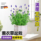 京厽高品質(zhì)薰衣草盆栽帶花苞助眠室內陽(yáng)臺庭院花卉綠植四不不支持退貨 薰衣草帶花發(fā)貨原土發(fā)貨 含盆