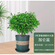 綠有意防驅(qū)蚊草正宗清香盆栽胡椒木老樁室內(nèi)綠植好養(yǎng)植物陽臺(tái)花卉盆景苗 中苗清香驅(qū)蚊+0.5#加侖盆一盆（送肥料） 含盆