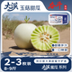 京鮮生 大漠蜜瓜系列 大漠玉菇甜瓜凈重8-9斤 2粒 單果2斤起 源頭直發(fā)