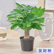 發(fā)財樹(shù)盆栽 · 辦公室盆栽客廳陽(yáng)臺室內綠植盆栽 ·招財進(jìn)寶 恭喜 · 發(fā)財樹(shù)【精品加侖盆】 財源滾滾