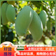 金嬸園順豐送到家 現(xiàn)摘廣西百色老樹桂七芒果 田東大青芒 新鮮水果送禮 大果3斤（250-400g）