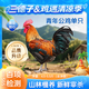 三德子好甄選青年公雞 凈重4.5-5.5斤 散養(yǎng)200天以上 生態(tài)跑山雞整雞雞肉生鮮