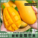 閩域?qū)r金煌芒果熱帶水果新鮮金煌當(dāng)季時令水果大芒果海南水果金煌芒果 凈重4.5斤【單果5-6兩】 【精選好果】
