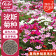 壽禾 格?；ǚN子苗波斯菊春季盆栽種籽 大花波斯菊混色種子100g(大袋)