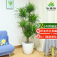 仙植緣【同城配送】1.8米六頭龍血樹(shù)龍須樹(shù)大型盆栽辦公室內(nèi)客廳綠植物 |約1.8米|六頭龍血樹(shù)|白瓷盆 專車(chē)送貨 更快更好