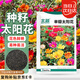 北蔬 太陽(yáng)花種子苗單瓣混色四季開(kāi)花室內外種植 單瓣太陽(yáng)花種子1萬(wàn)粒