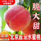 果木島北京大桃平谷水蜜桃現(xiàn)摘久保桃14號(hào)脆桃毛桃水果禮盒當(dāng)季水果 【大果禮盒裝】 順豐停運(yùn)介意勿拍