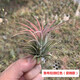 空氣鳳梨無土植物室內(nèi)客廳桌面綠植盆栽花卉草花老人須紅精靈多款 魯布拉微紅色（促銷款） 裸根不帶土