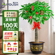 愛(ài)優(yōu)尚發(fā)財樹(shù)大型植物綠植開(kāi)業(yè)喬遷客廳辦公室內好養大型花卉源頭直發(fā)