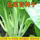 早熟甜脆多芽白菜苔種子白菜心原裝四季蔬菜種子大全菜種子代 早熟白菜苔種子原裝1包約1000粒